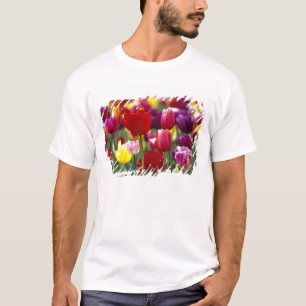 T-shirt EUA, Oregon, Vale do Willamette. Linda