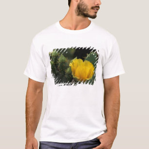 T-shirt EUA, Texas, Cacto de Pera Espinhosa em flor.