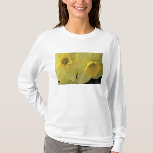 T-shirt EUA, Utah, Daffodils do Vale de Cache (Frente)