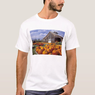 T-shirt EUA, Vermont, Shelbourne, Abóboras