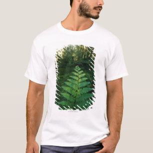 T-shirt EUA, Washington, parque nacional da Olympia, rio