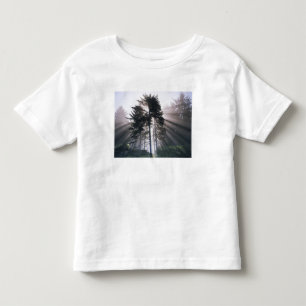 T-shirt EUA, Washington, Parque Nacional Olímpico, Manhã