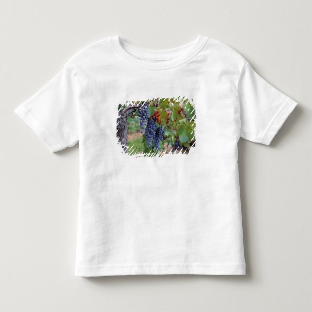 T-shirt Europa, França, Roussillon. Vinhas, com (Frente)