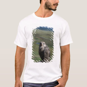 T-shirt falcão-gerifalte, Falco rusticolus, juvenil