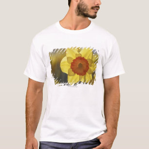 T-shirt Feche acima Daffodil amarelo/alaranjado