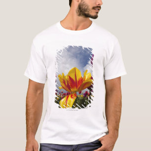T-shirt Feche acima das tulipas de florescência coloridas