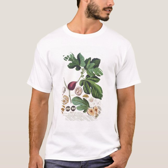 T-shirt Figo, gravado por 1704-67) placas de Johann Jakob (Frente)