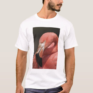 T-shirt Flamingo chileno, Phoenicopterus chilensis