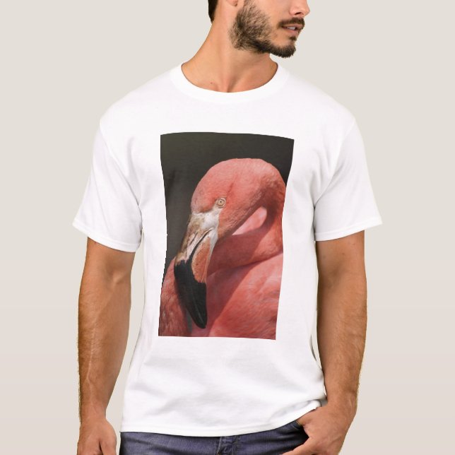 T-shirt Flamingo Chileno, Phoenicopterus chilensis (Frente)