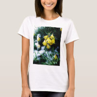 Flores amarelas Daffodils na neve