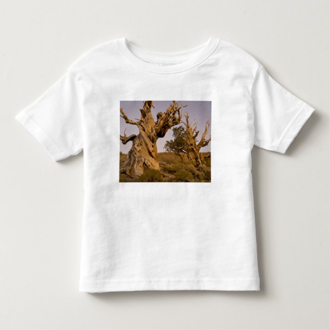 T-shirt Floresta Antiga de Bristlecone, Montanhas Brancas, (Frente)