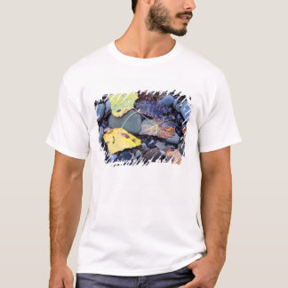 T-shirt Folha de choupo de Fremont na planície de inundaçã