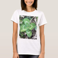 Foto real viva do trevo de 4 folhas