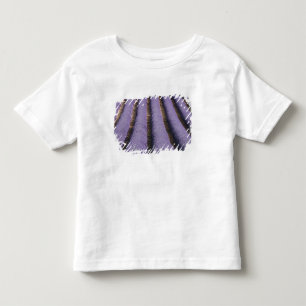T-shirt França, Provença. Fileiras de lavanda em flor. 2