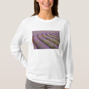 T-shirt França, região da Provença. Fileiras curvas de