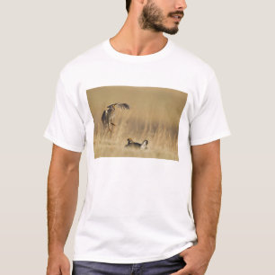 T-shirt Galináceos machos da pradaria no lek no condado de