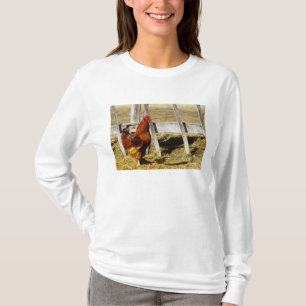 T-shirt Galo Vermelho de Rhode Island