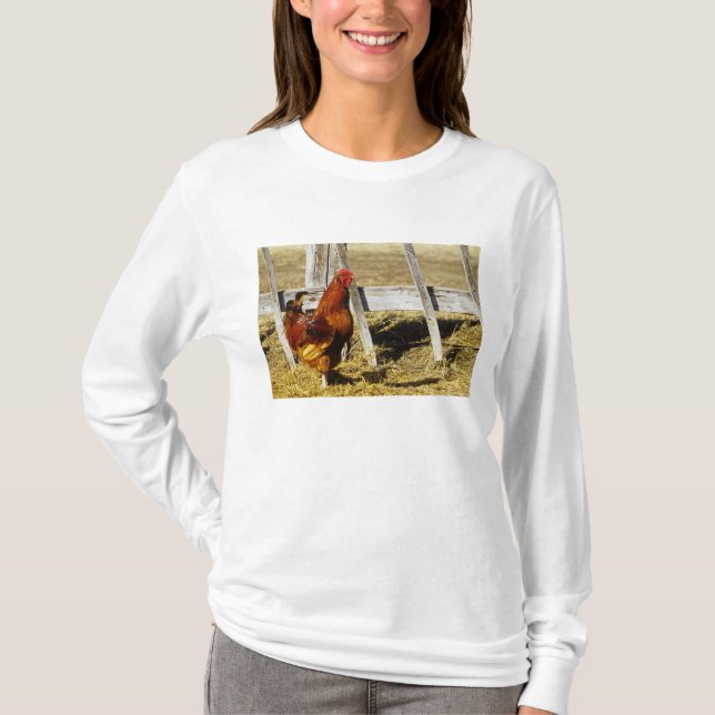 T-shirt Galo Vermelho de Rhode Island (Frente)