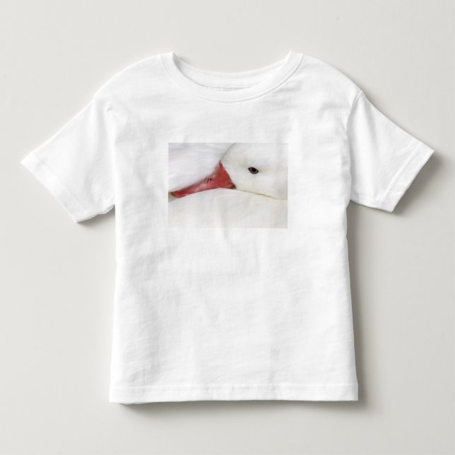 T-shirt Ganso da Neve Chen caerulescens (Frente)