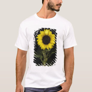 T-shirt Girassol 11