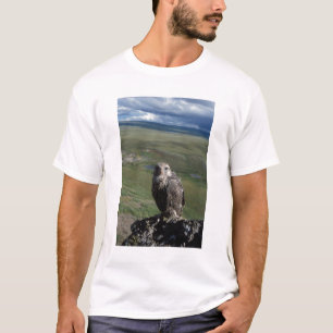 T-shirt girfalcão, Falco rusticolus, juvenis