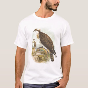 T-shirt Gould - Osprey - haliaetus do Pandion
