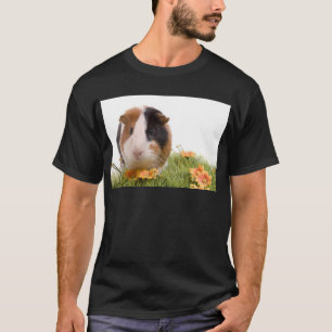 T-shirt guinea pigs tem-se lawn
