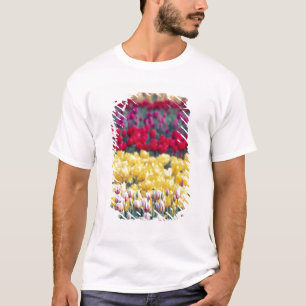 T-shirt jardim de tulipas em exibição no vale de Skagit,