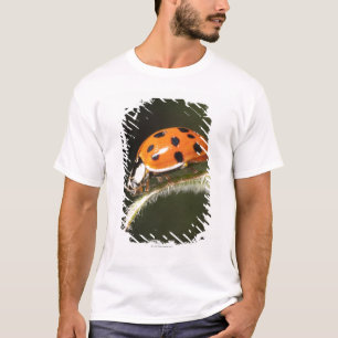 T-shirt Joaninha na folha, joaninha na folha