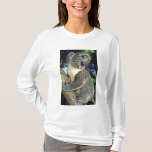 T-shirt Koala, Phascolarctos cinereus), Austrália,