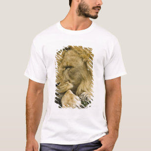 T-shirt Leão Africano, Panthera leo, deitado dormindo