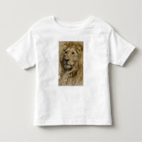 Leão Africano, Panthera leo, Retrato de um