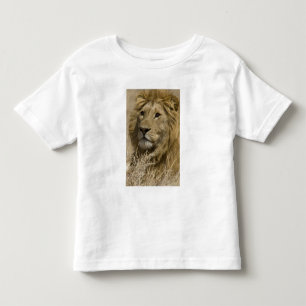 T-shirt Leão Africano, Panthera leo, Retrato de um