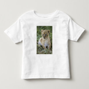 T-shirt leão-africano, Panthera leo), Tanzânia,