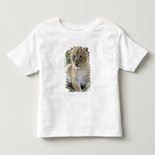 T-shirt leão-africano, Panthera leo), Tanzânia,