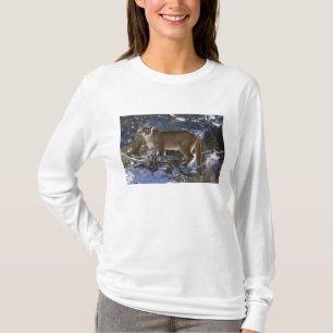 T-shirt Leão-da-montanha
