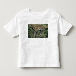 T-shirt Leopardo, (Panthera pardus), Quênia, Masai Mara