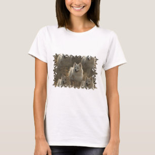 T-shirt longo da Capa da raça do cão do Samoyed