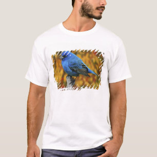T-shirt Male Indigo Bunting, Passerina cyanea