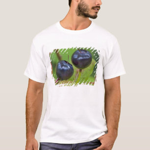 T-shirt Mirtilos maduros no Flathead Nacional 2