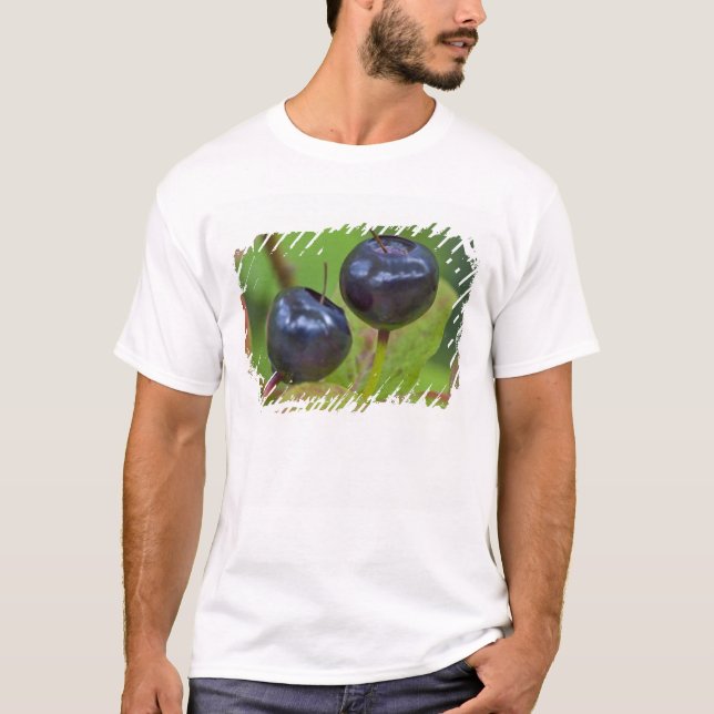 T-shirt Mirtilos maduros no Flathead Nacional 2 (Frente)