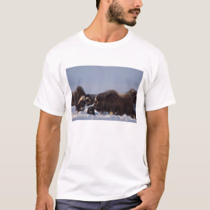 T-shirt muskox, moschatus do Ovibos, touro e vaca com