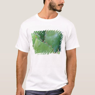 T-shirt N.A., EUA, Arizona, Tucson, Deserto de Sonora