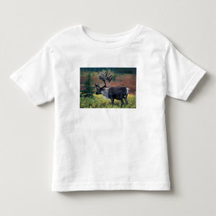 T-shirt NA, EUA, Alasca, Denali NP, Rena boi 3