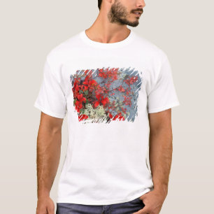T-shirt NA, EUA, Alasca, Parque Nacional Denali, Bear berr