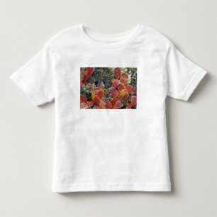 T-shirt NA, EUA, Alasca. Parque Nacional Denali. Bearberry