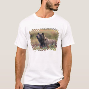 T-shirt NA, EUA, Alasca, Parque Nacional Denali, Urso pard
