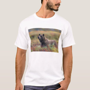 T-shirt NA, EUA, Alasca, Parque Nacional Denali, Urso pard