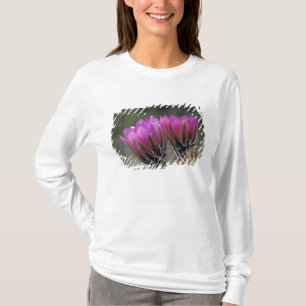 T-shirt NA, EUA, Arizona, Deserto de Sonora. Ouriço-cachei