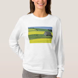 T-shirt NA, EUA, Idaho, perto de Potlatch, Canola e velho